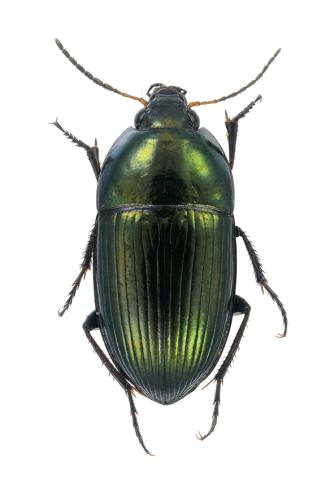 Amara montivaga